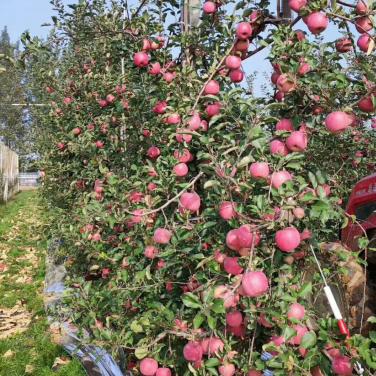 紅又甜在甘肅天水蘋(píng)果上面的著色效果